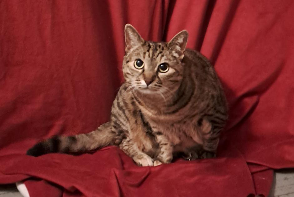 Vermisstmeldung Katze rassenmischung Weiblich , 11 jahre Biarritz Frankreich