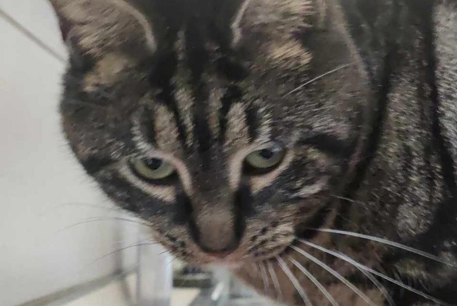 Alerta de Desaparición Gato Hembra , 3 años Comines Francia