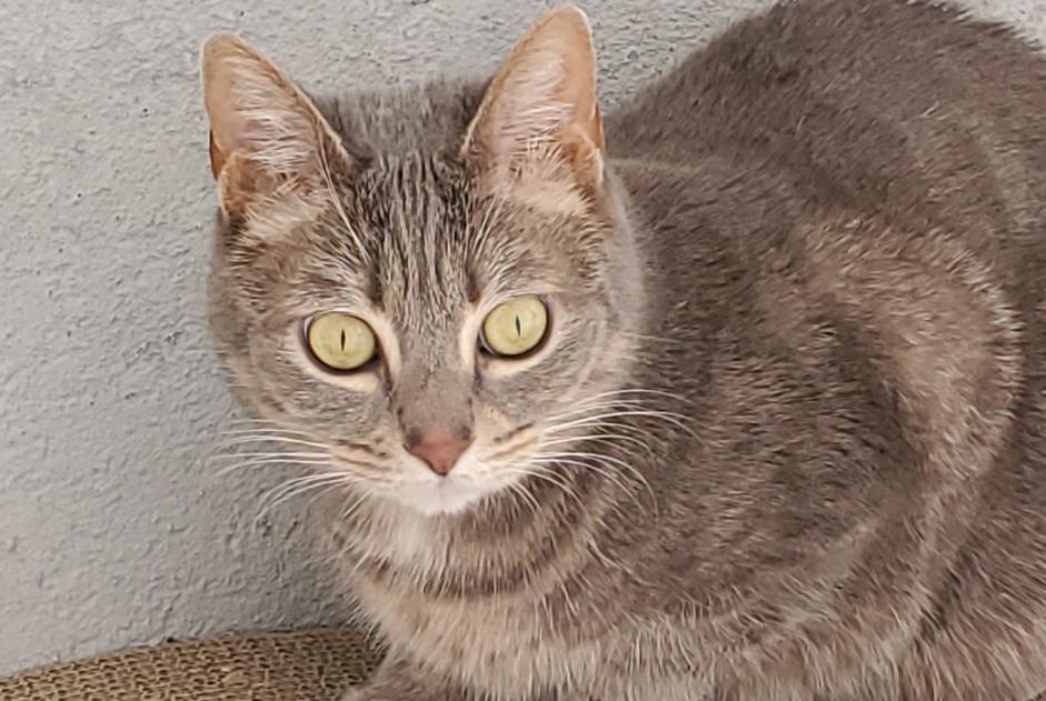 Alerte Disparition Chat  Femelle , 8 ans Puiseaux France