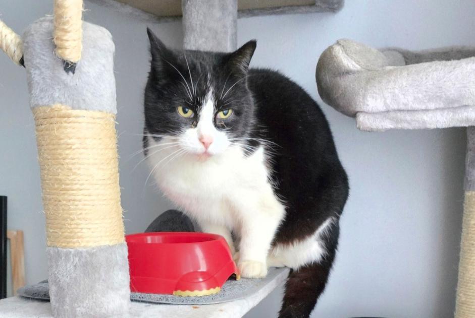 Alerte Disparition Chat Femelle , 7 ans Wattrelos France