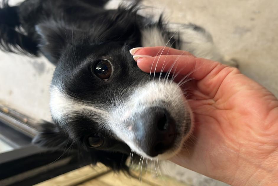 Alerte Découverte Chien croisement Mâle Urrugne France