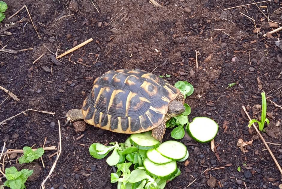 Alerte Disparition Tortue Femelle Ascain France Alerte Disparition Tortue Femelle Ascain France
