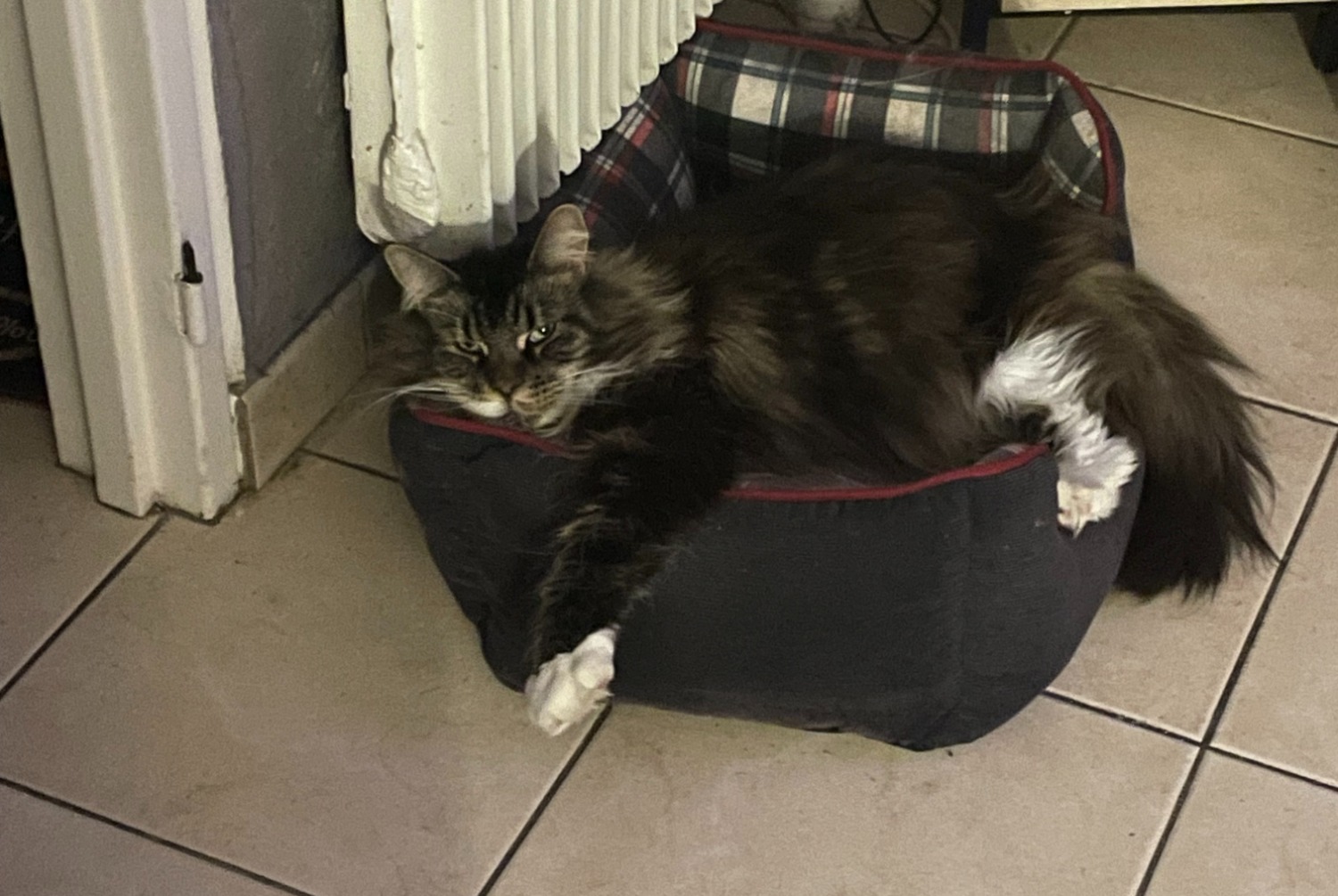 Avviso scomparsa Gatto incrocio di razze Femmina , 7 anni Wattignies Francia Avviso scomparsa Gatto incrocio di razze Femmina , 7 anni Wattignies Francia
