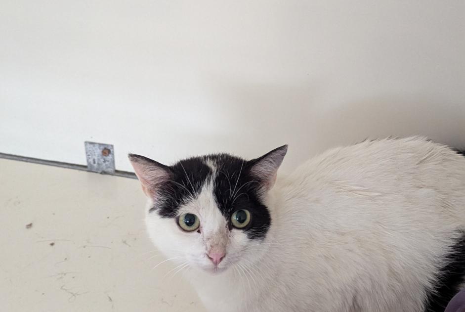 Avviso Ritrovamento Gatto Femmina Vitré Francia