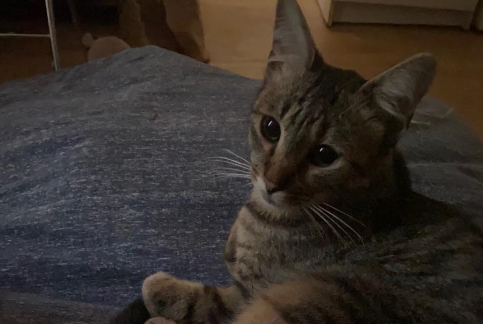 Verdwijningsalarm Kat  Mannetje , 2 jaar Lille Frankrijk