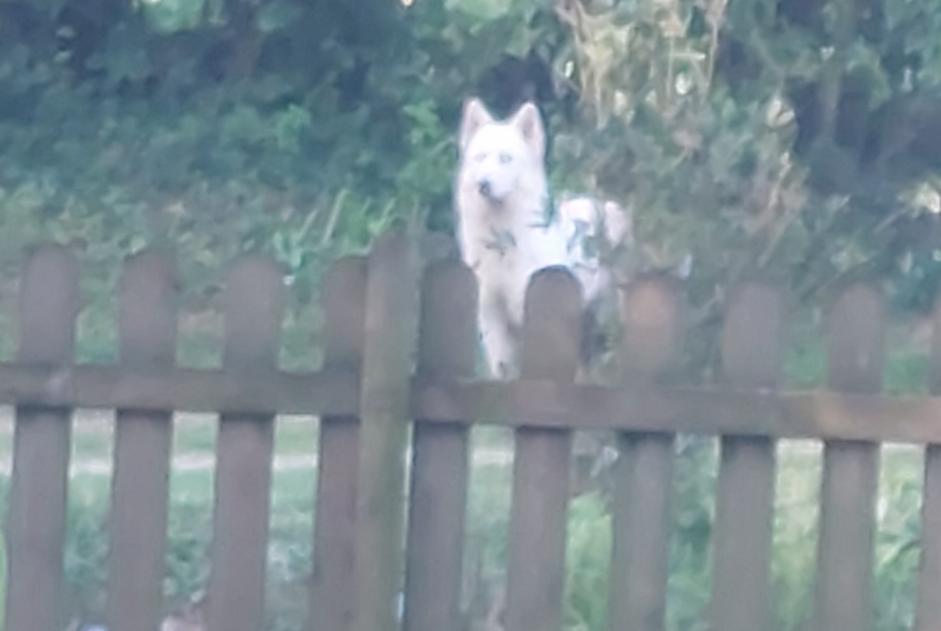 Alerta descoberta Cão cruzamento Fêmea Teneur France
