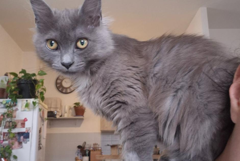 Alerta desaparecimento Gato Fêmea , 1 anos Biarritz France