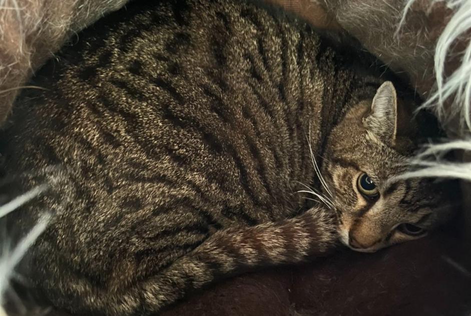 Alerta desaparecimento Gato cruzamento Macho , 13 anos Saint-Séverin-d'Estissac France