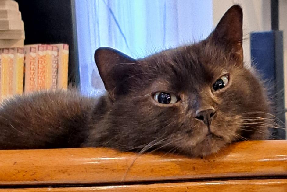 Alerta desaparecimento Gato  Macho , 6 anos Bruay-sur-l'Escaut France